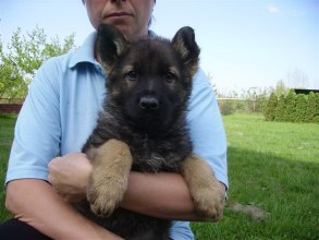 TAO 8 WEEKS OLD